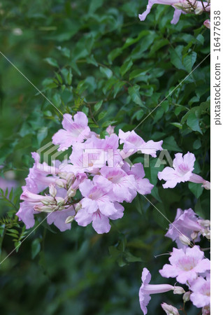 My name is Pink Ling Flower Nozen Kazura. My name is Pink Ling Flower Nozen Kazura. 16477638