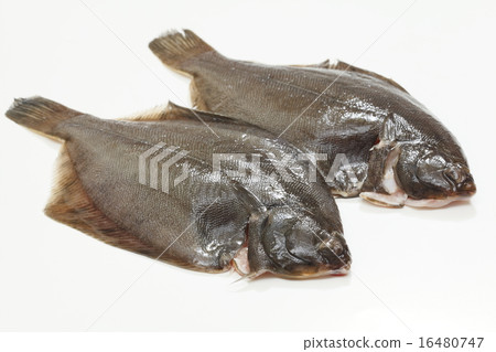 比目魚 16480747