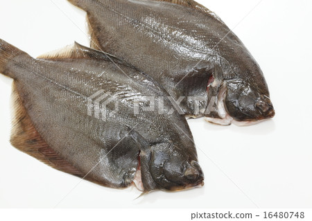 比目魚 16480748