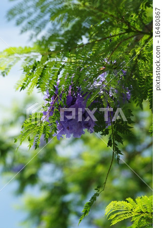 Atami Jacaranda Flower 16480867