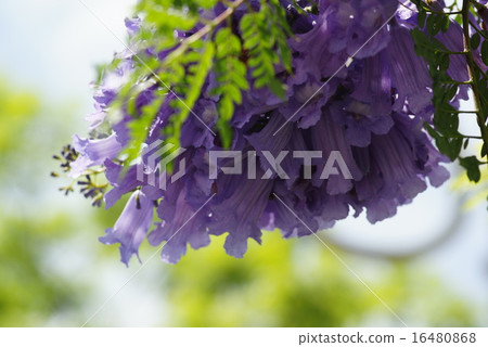 熱海蘭花楹花 熱海蘭花楹花 16480868