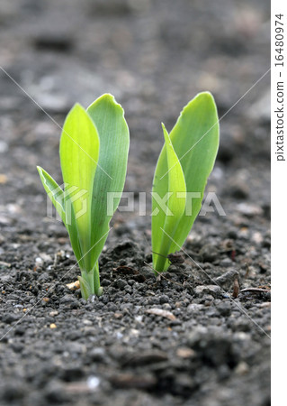 Corn sprouts 16480974