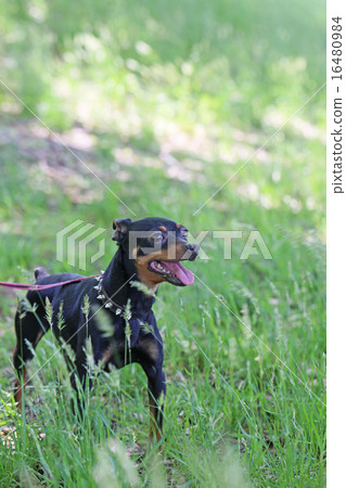 迷你杜賓犬 16480984