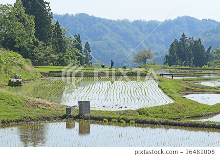 在大倉村種植水稻 16481008