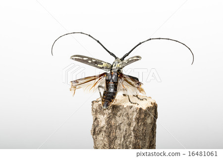 白尾山茶花 白尾山茶花 16481061