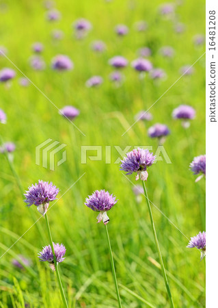 Asatsuki's flower 16481208