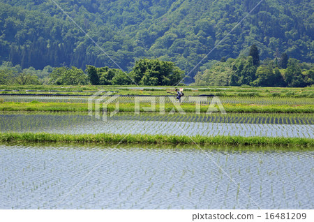 Fertilizer application in paddy field 16481209