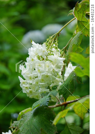 來自亞達寺的繡球花 來自亞達寺的繡球花 16481218