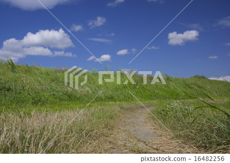 Rural summer landscape of rice field path and blue sky and clouds Rural summer landscape of rice field path and blue sky and clouds 16482256