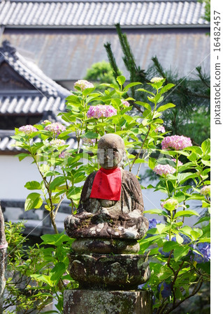 Hydrangea of Yada Temple and Jizo 16482457