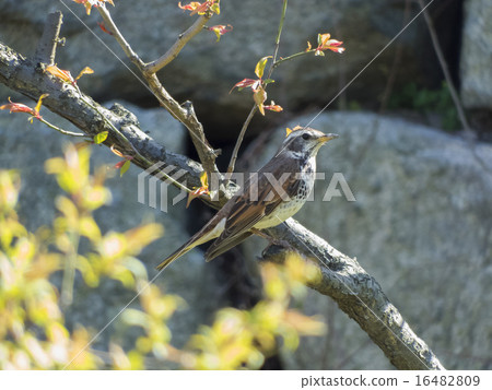 鵝口瘡卡在樹枝上 16482809