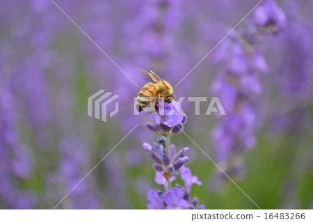 A bee standing in lavender 16483266