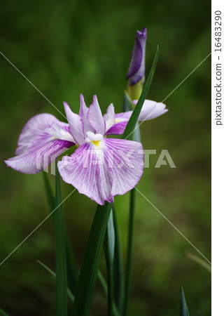 鳶尾花 鳶尾花 16483290