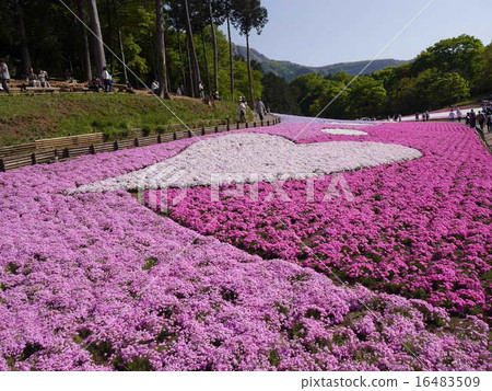 Moss phlox  16483509