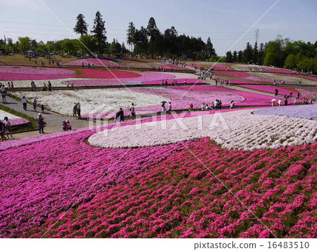 Moss phlox  16483510