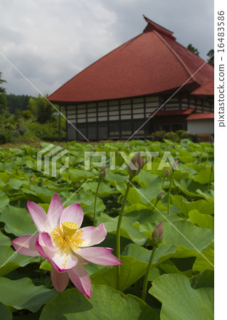 The lotus of Inoizumi The lotus of Inoizumi 16483586