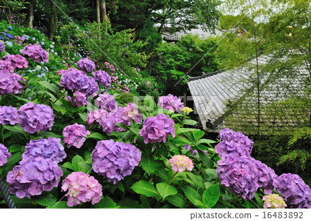 Walking path of hydrangeas (Hasederaji) Walking path of hydrangeas (Hasederaji) 16483892