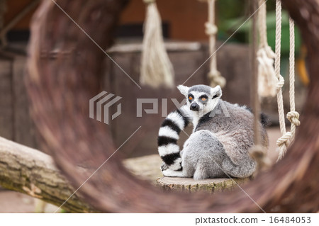 Ring-tailed lemur Ring-tailed lemur 16484053