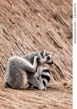 Ring-tailed lemur Ring-tailed lemur 16484074
