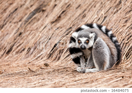 Ring-tailed lemur Ring-tailed lemur 16484075