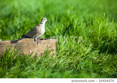 pigeon. 16484076