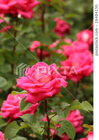 粉紅玫瑰 16484150