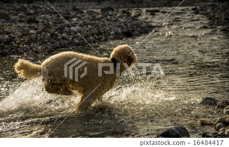 Play in the river Play in the river 16484417