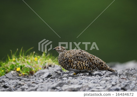 Female Grouse Bitch 16484672