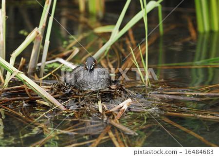 Kasuburi在孵化期間 Kasuburi在孵化期間 16484683