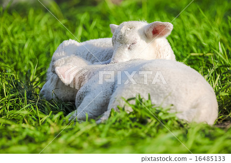 lamb lamb 16485133