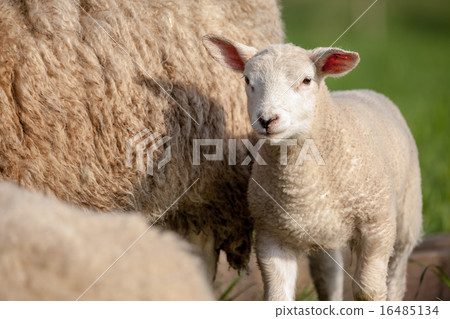 lamb lamb 16485134