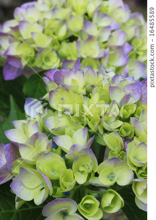 繡球 繡球 16485589