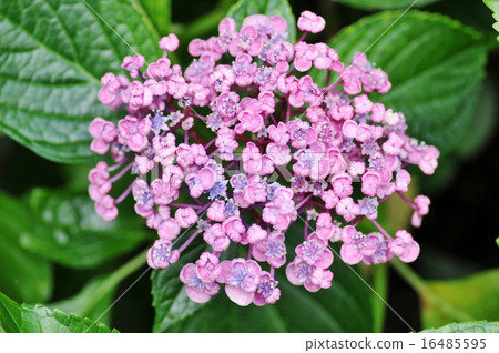 Unusual Hydrangea 16485595