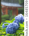 hydrangea   16485709