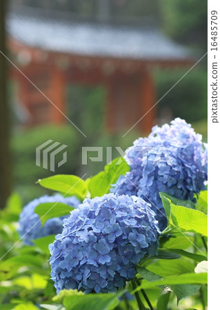 hydrangea   16485709
