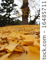 Ginkgo carpet 16485711