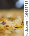 Gingko's fallen leaves 16485713