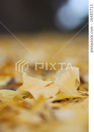 Gingko's fallen leaves 16485713