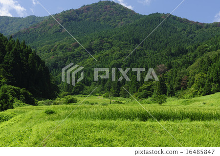 Summer Satoyama / Toyama-shi, Toyama-shi 16485847