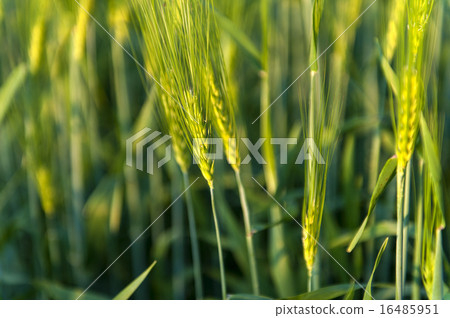 Unripe green ears of barley 16485951