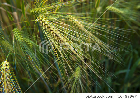 Mildew on wheat ears 16485967