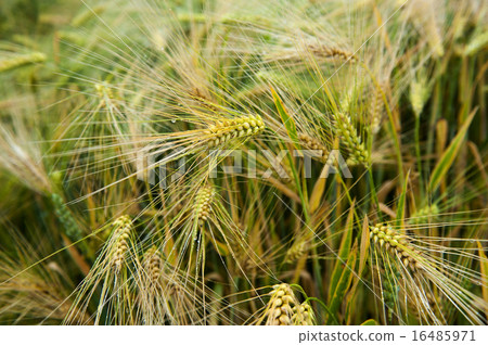 Mildew on wheat ears 16485971