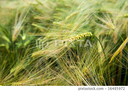 Mildew on wheat ears 16485972