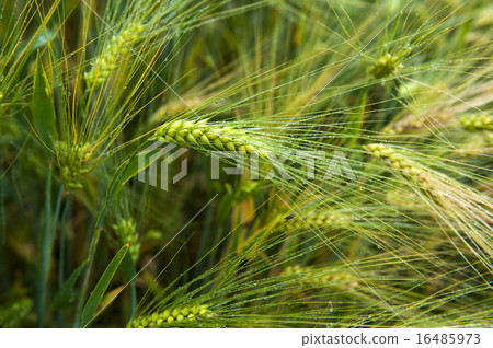 Mildew on wheat ears 16485973