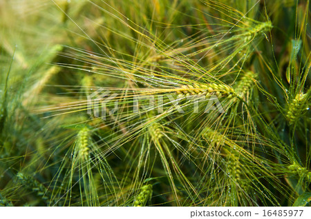 Mildew on wheat ears 16485977