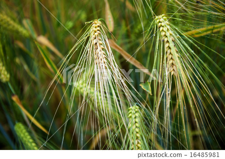Mildew on wheat ears 16485981