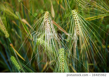 Mildew on wheat ears 16485982