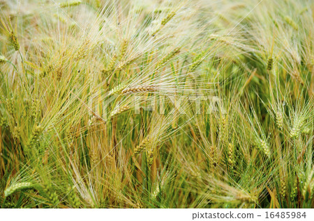 Mildew on wheat ears 16485984