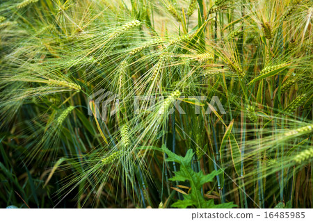 Mildew on wheat ears 16485985
