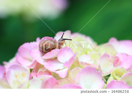 蝸牛3857 16486258